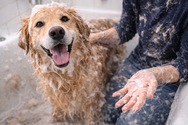 Dog Owners With Heavy-Shedding Breeds