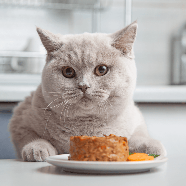 Cat Owners Who Wear Black